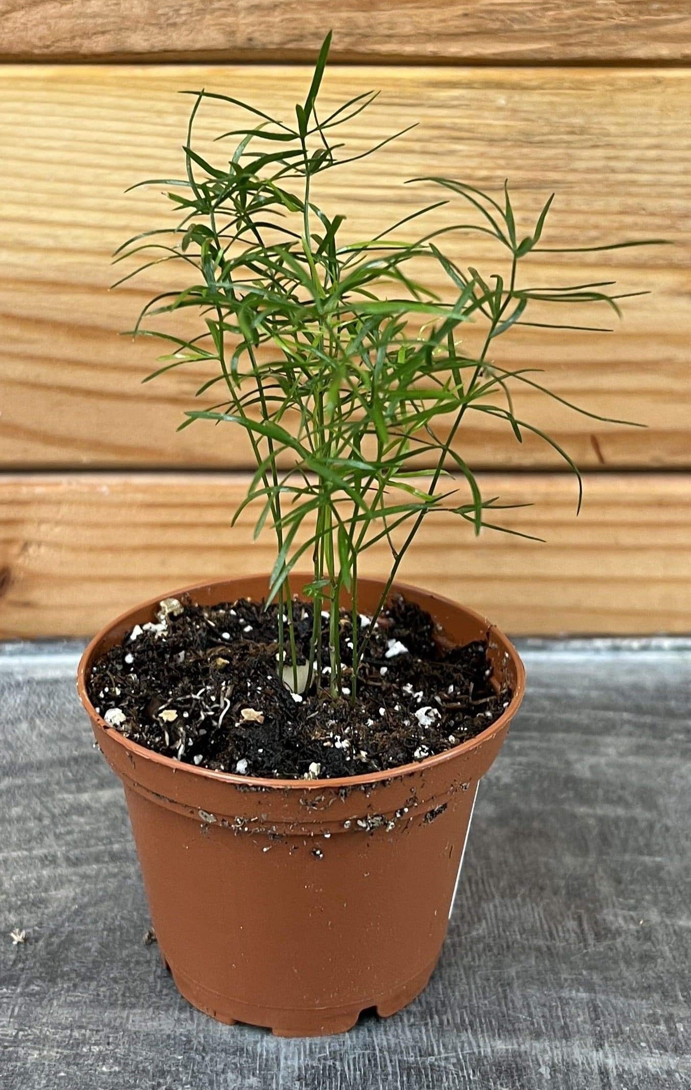 Asparagus Densiflorus Sprengeri Fern, 2" Plant live plant - additional view 3
