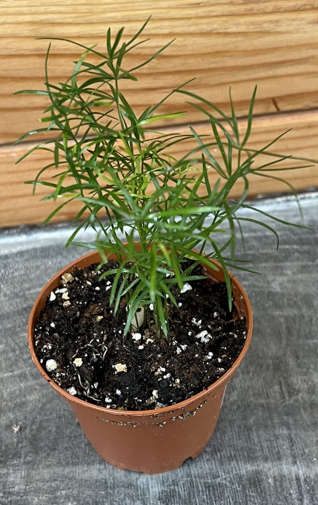 Asparagus Densiflorus Sprengeri Fern, 2" Plant live plant - additional view 4