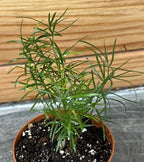 Asparagus Densiflorus Sprengeri Fern, 2" Plant live plant - additional view 5