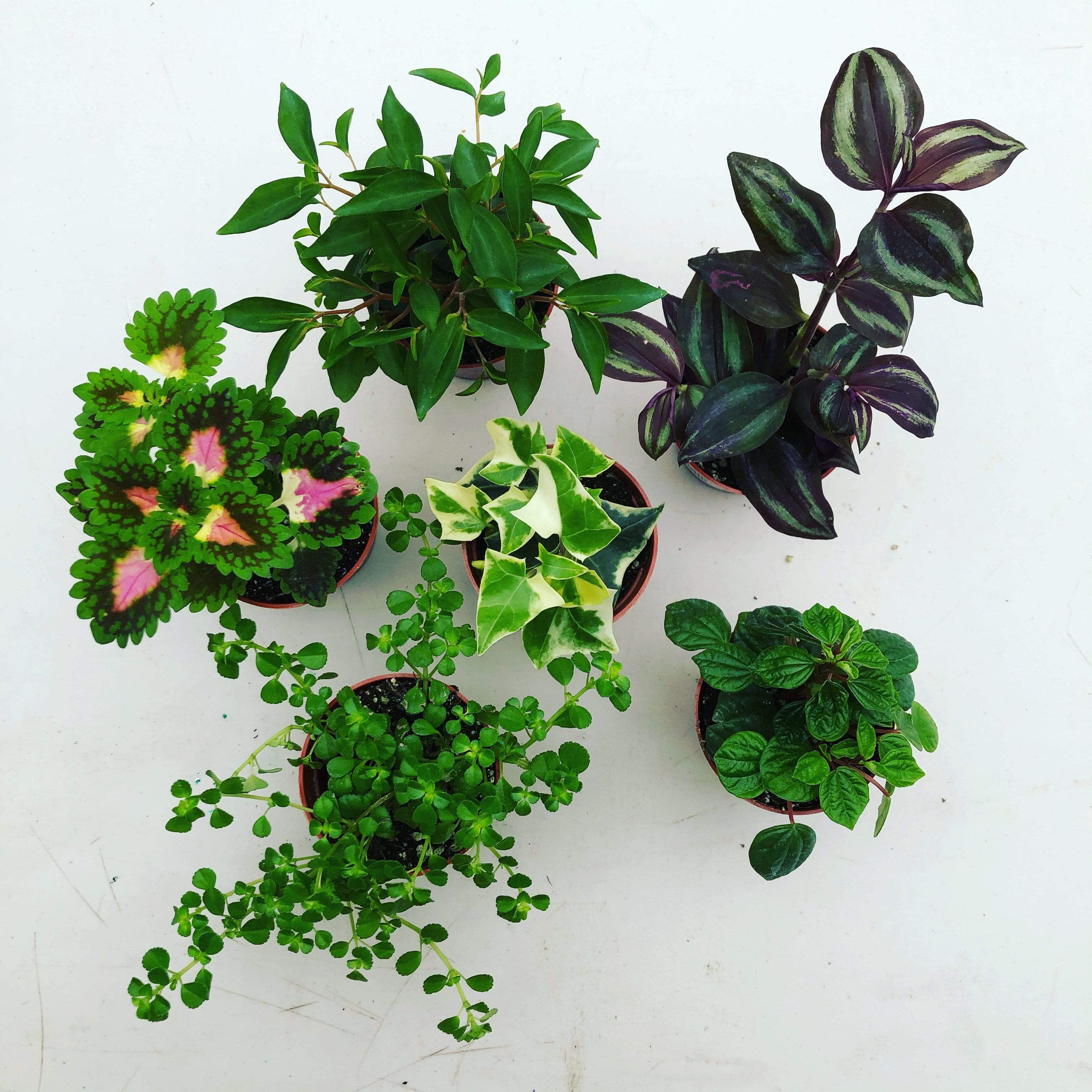 Foliage Gift Box, 2 Pack live plant