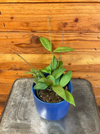 Hoya Minahassae, 4" Plant live plant - additional view 2