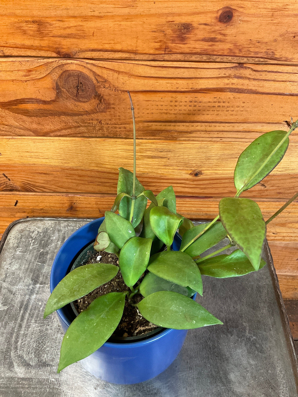 Hoya Minahassae, 4" Plant live plant - additional view 4