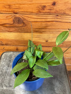 Hoya Minahassae, 4" Plant live plant - additional view 4