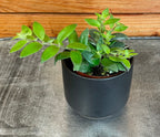 Aeschynanthus Lipstick Ruby, 2" Plant live plant - additional view 3
