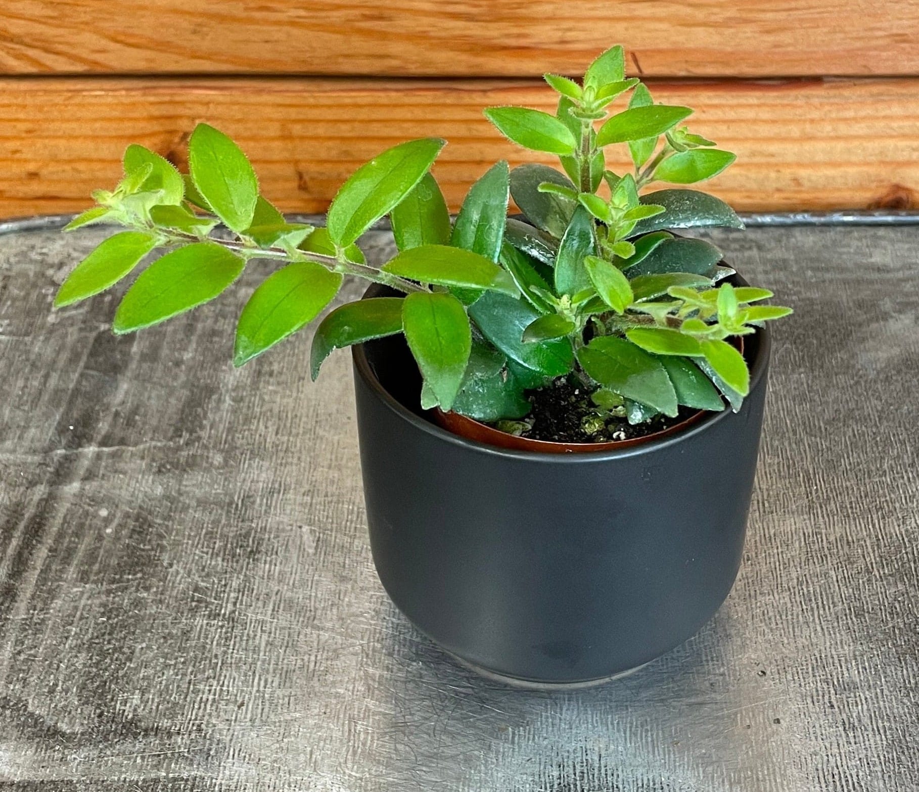 Aeschynanthus Lipstick Ruby, 2" Plant live plant - additional view 3