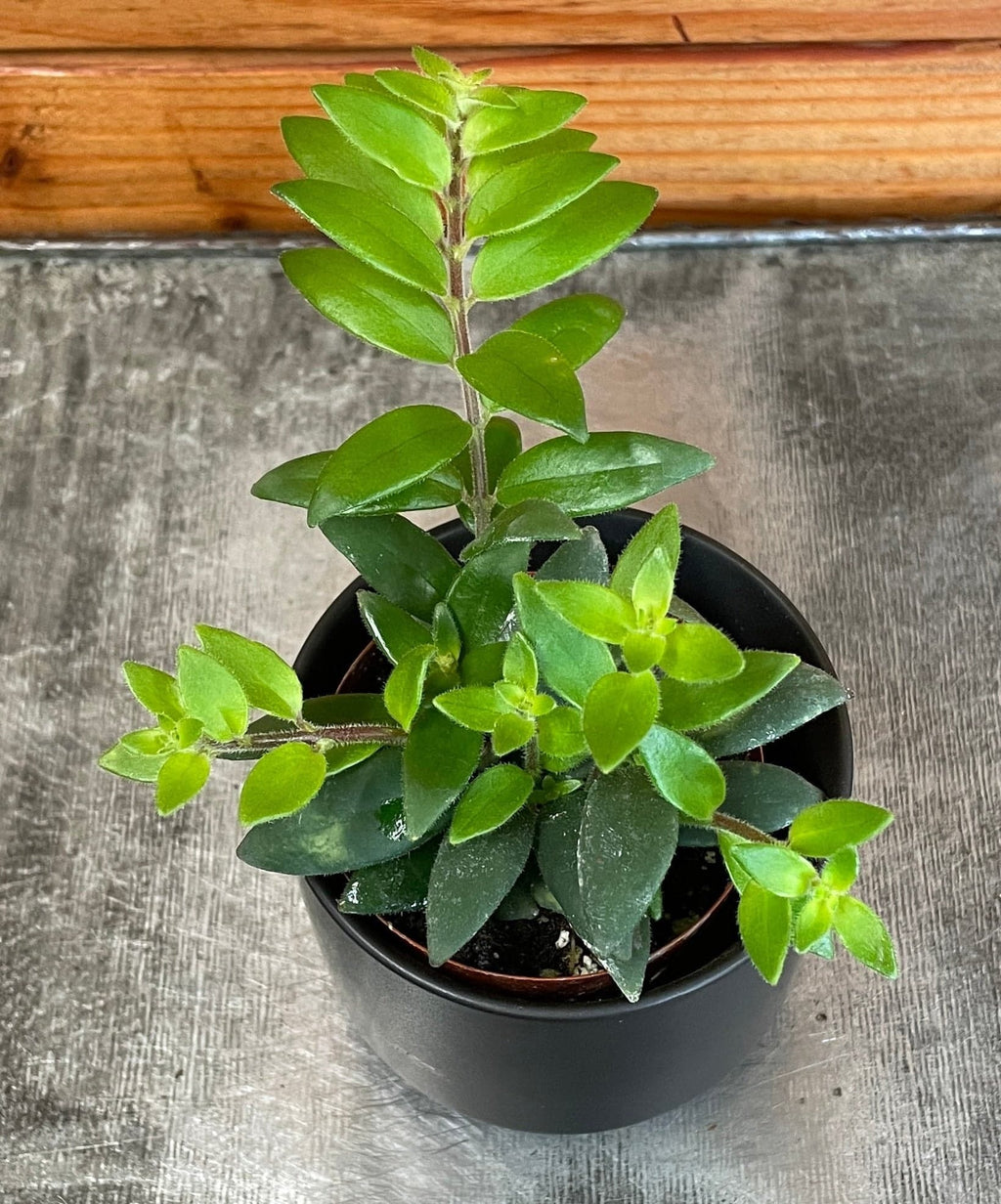 Aeschynanthus Lipstick Ruby, 2" Plant live plant - additional view 4