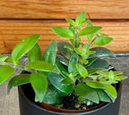 Aeschynanthus Lipstick Ruby, 2" Plant live plant - additional view 5