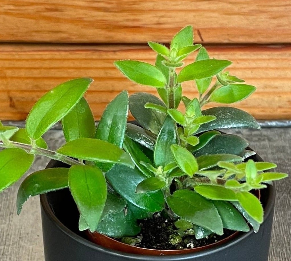 Aeschynanthus Lipstick Ruby, 2" Plant live plant - additional view 5