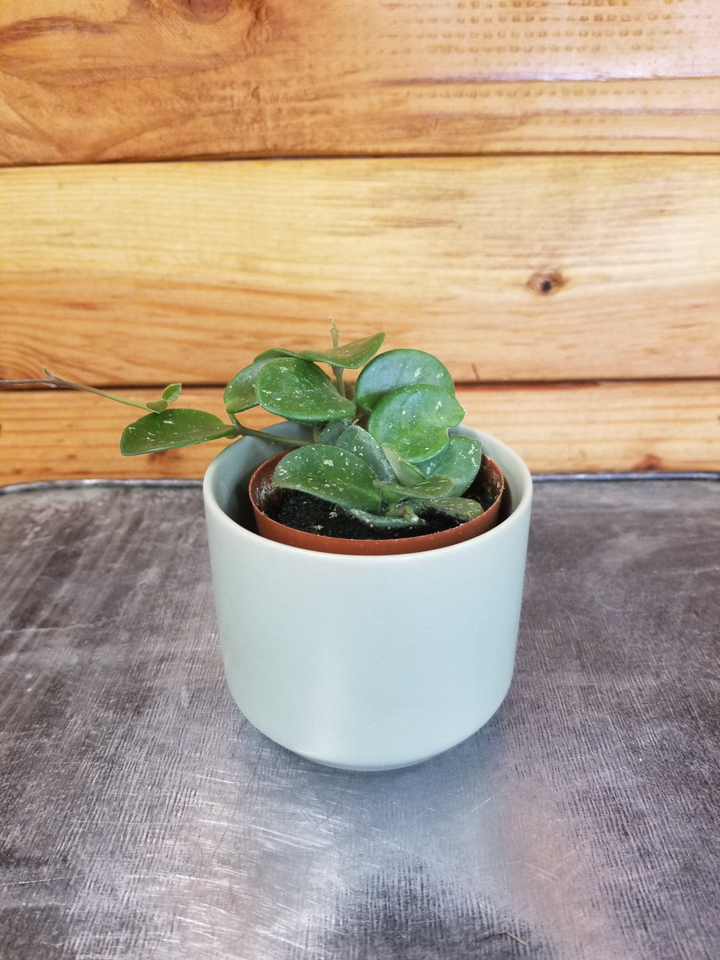 Hoya Mathilde, 2" Plant live plant