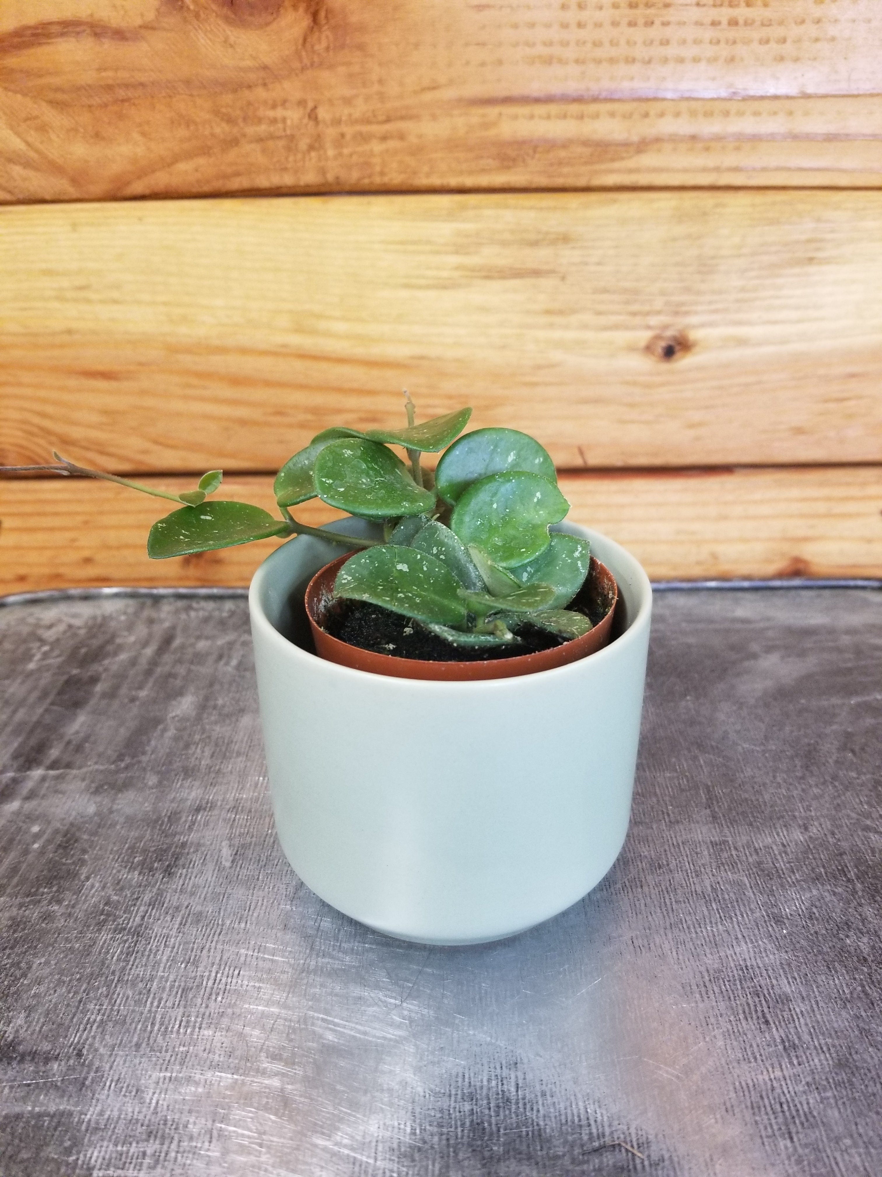 Hoya Mathilde, 2" Plant live plant