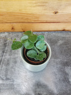 Hoya Mathilde, 2" Plant live plant - additional view 2
