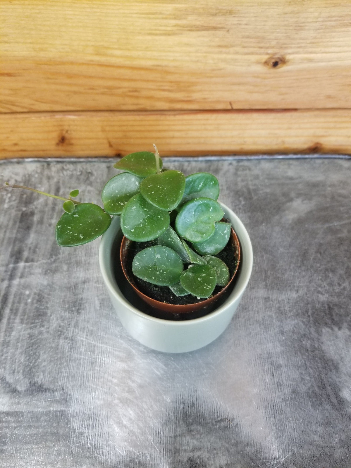 Hoya Mathilde, 2" Plant live plant - additional view 2