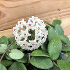Hoya Mathilde, 2" Plant live plant - additional view 3