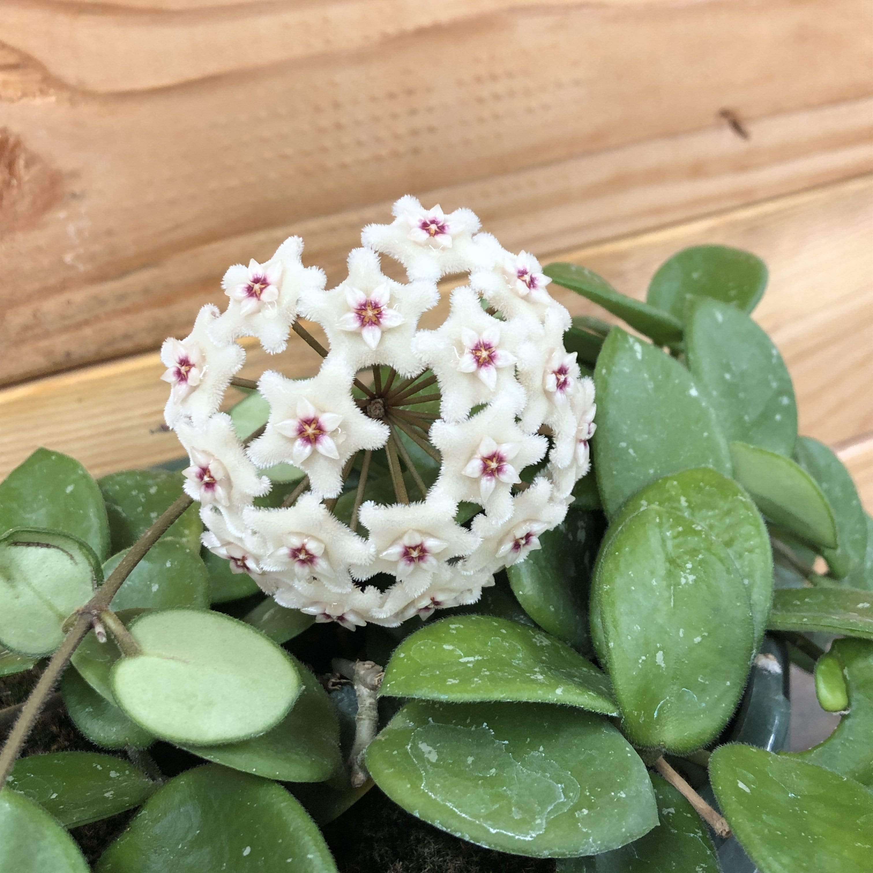 Hoya Mathilde, 2" Plant live plant - additional view 3