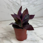 Setcreasea Purple Heart, 4" Plant live plant