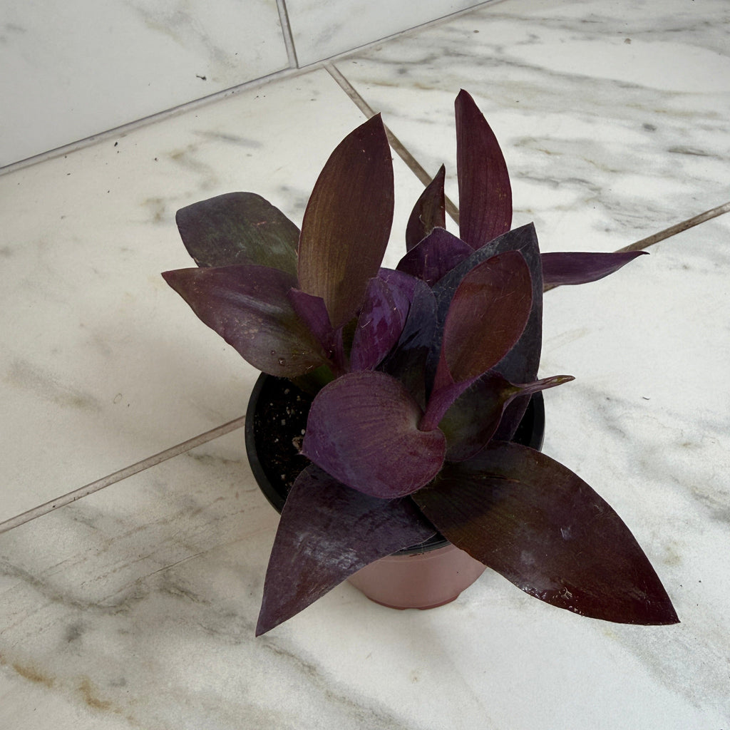 Setcreasea Purple Heart, 4" Plant live plant - additional view 2