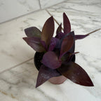 Setcreasea Purple Heart, 4" Plant live plant - additional view 2