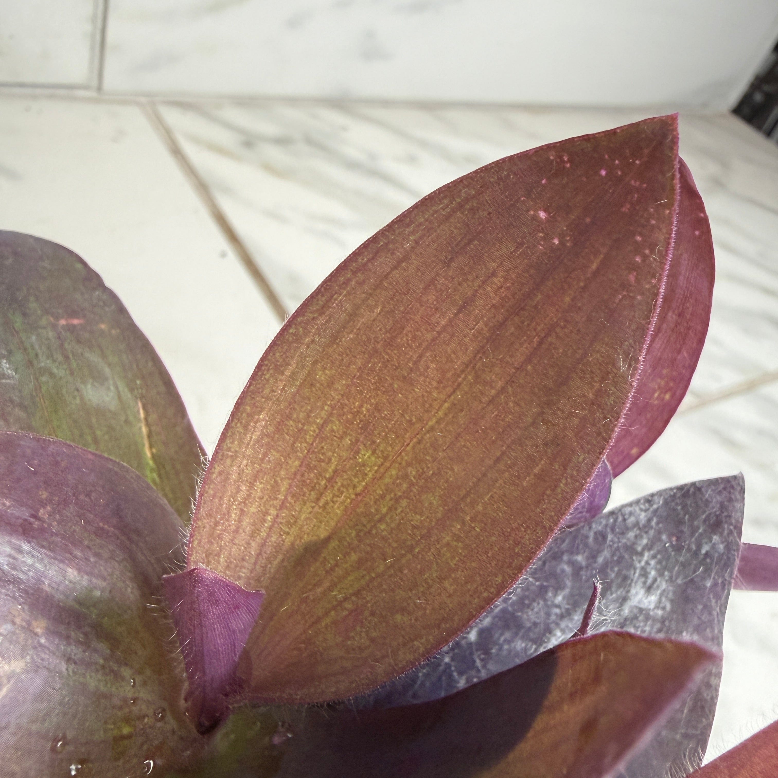Setcreasea Purple Heart, 4" Plant live plant - additional view 3