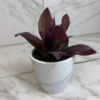 Setcreasea Purple Heart, 4" Plant live plant - additional view 4