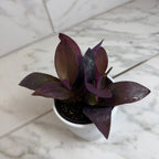 Setcreasea Purple Heart, 4" Plant live plant - additional view 5