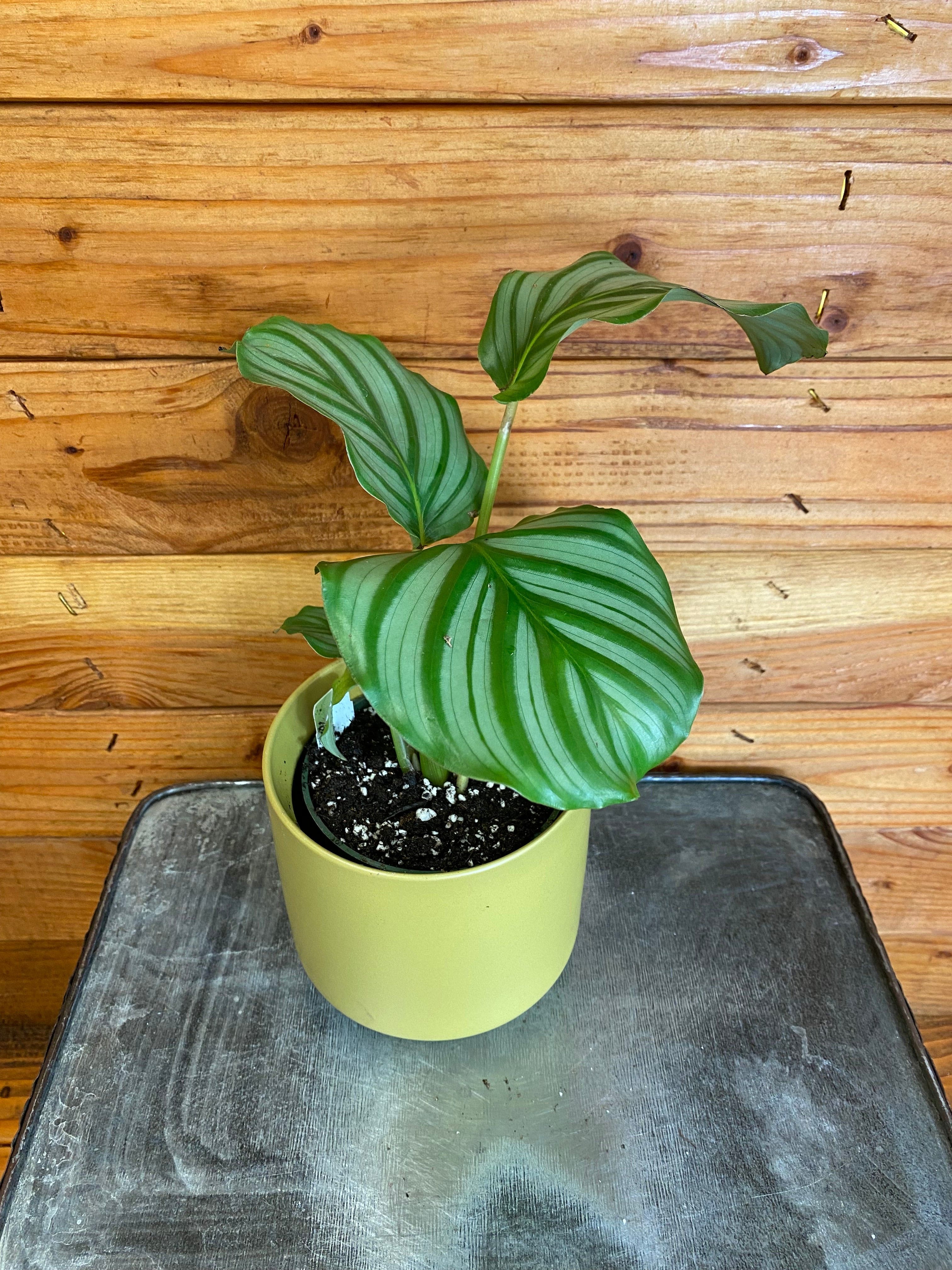 Calathea Orbifolia, 4" Plant live plant