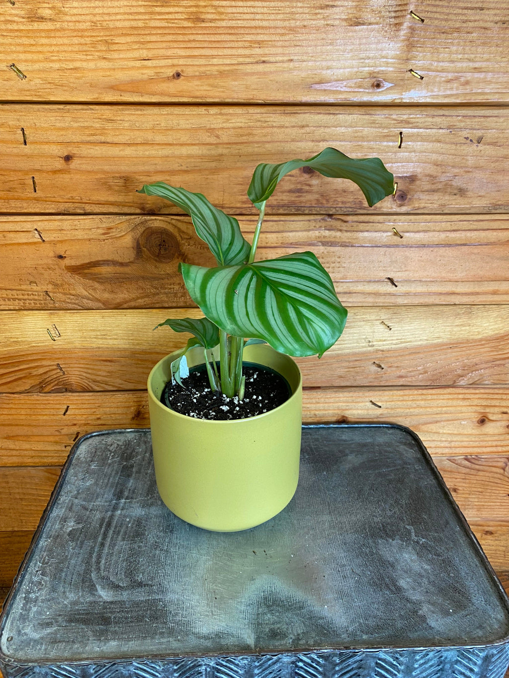 Calathea Orbifolia, 4" Plant live plant - additional view 2
