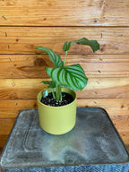 Calathea Orbifolia, 4" Plant live plant - additional view 2