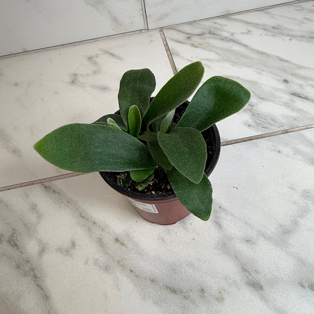 Platycerium Netherlands Staghorn Fern, 4" Plant live plant