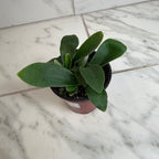 Platycerium Netherlands Staghorn Fern, 4" Plant live plant