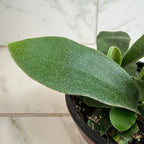 Platycerium Netherlands Staghorn Fern, 4" Plant live plant - additional view 2