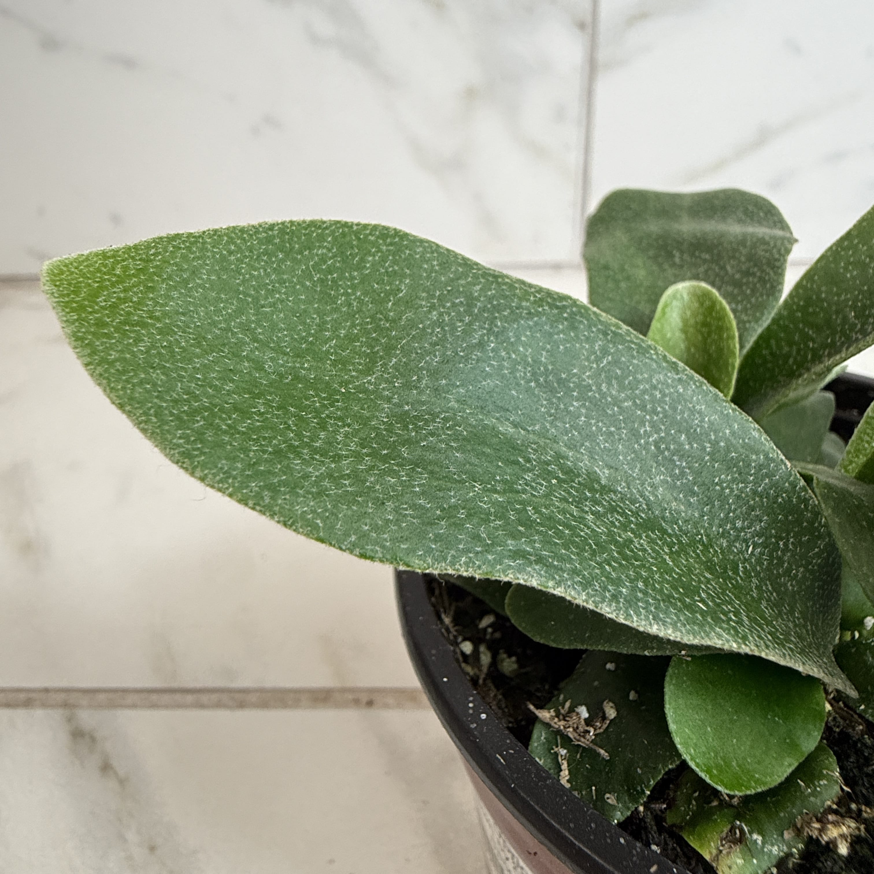 Platycerium Netherlands Staghorn Fern, 4" Plant live plant - additional view 2
