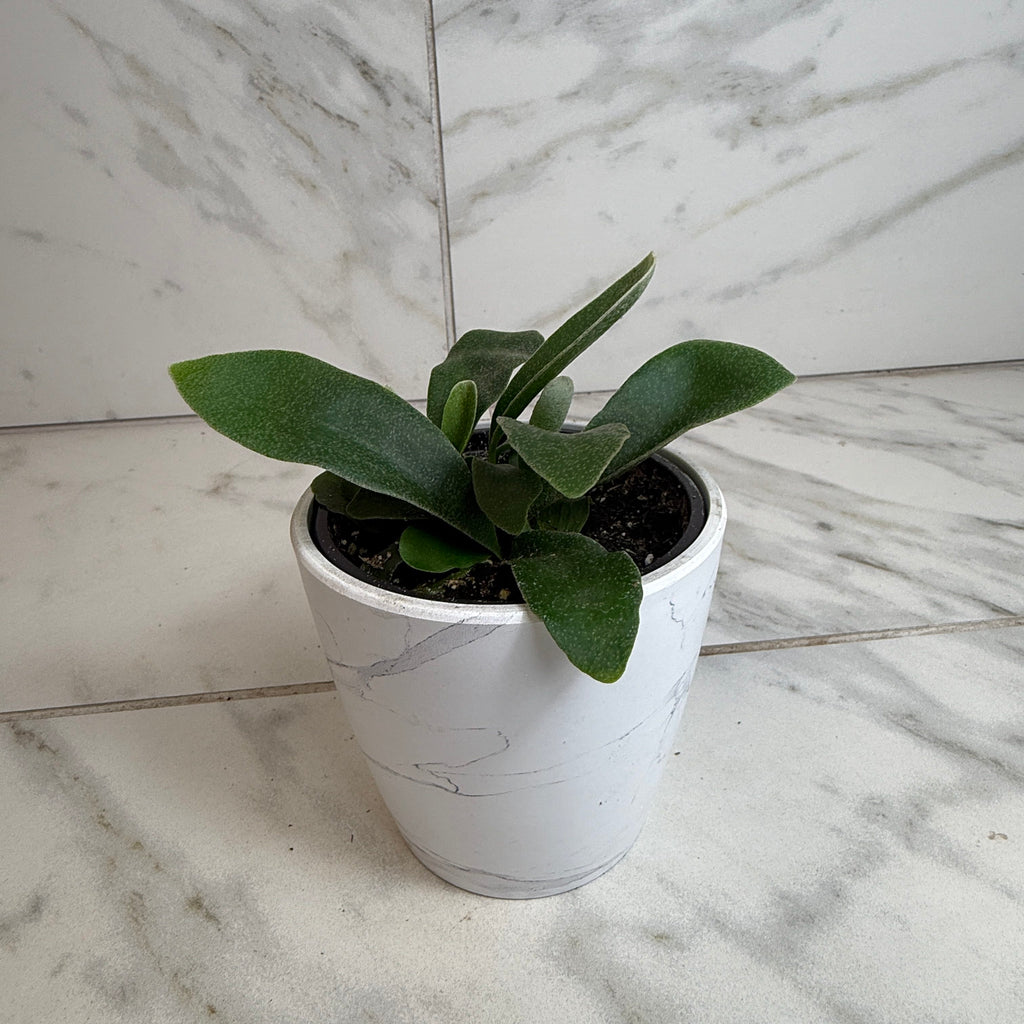 Platycerium Netherlands Staghorn Fern, 4" Plant live plant - additional view 3