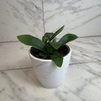 Platycerium Netherlands Staghorn Fern, 4" Plant live plant - additional view 3