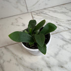 Platycerium Netherlands Staghorn Fern, 4" Plant live plant - additional view 4