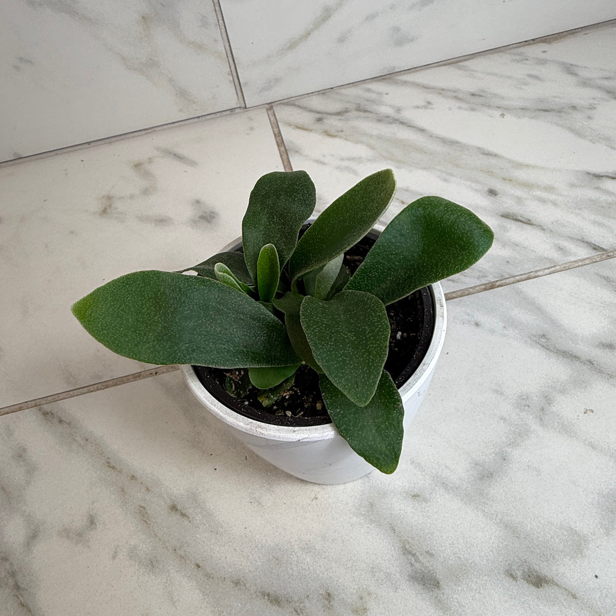 Platycerium Netherlands Staghorn Fern, 4" Plant live plant - additional view 4