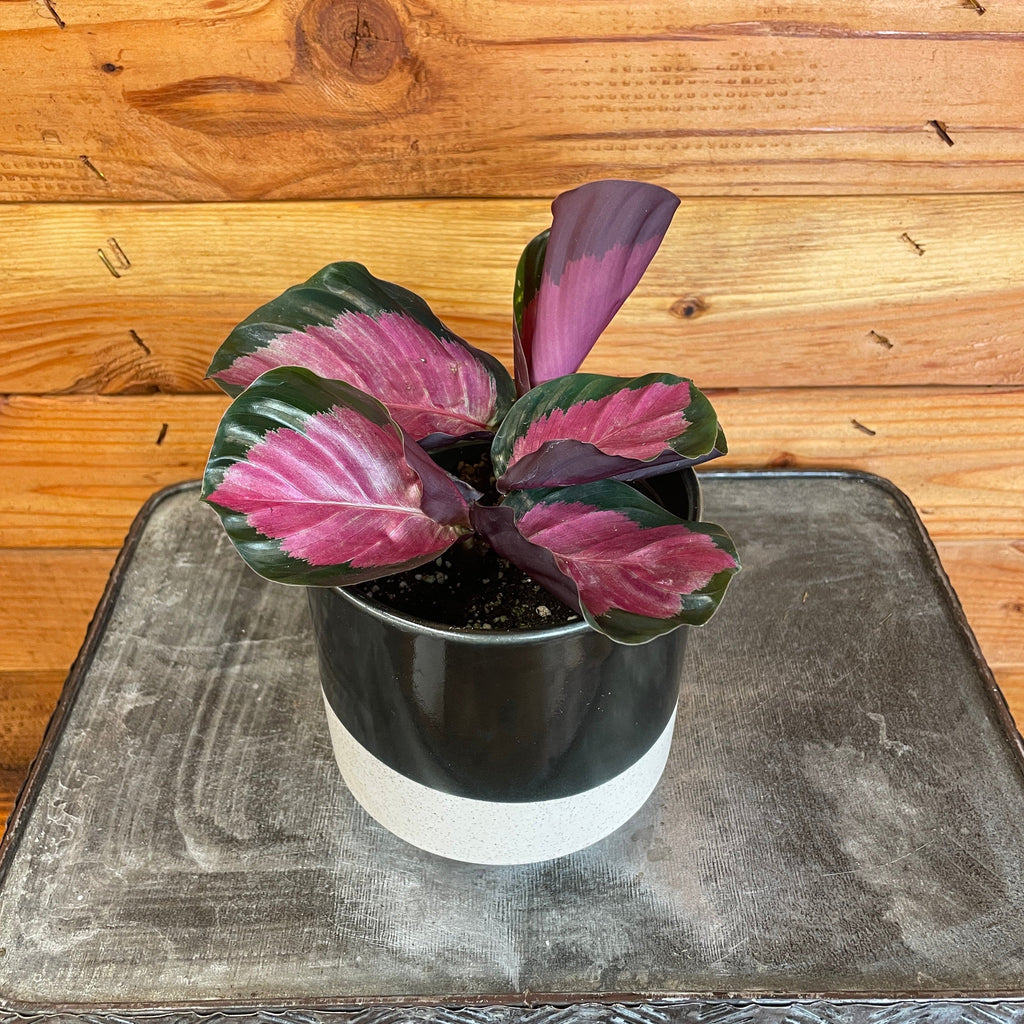Calathea Roseopicta Rosy, 4" Plant live plant
