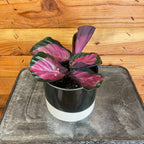 Calathea Roseopicta Rosy, 4" Plant live plant