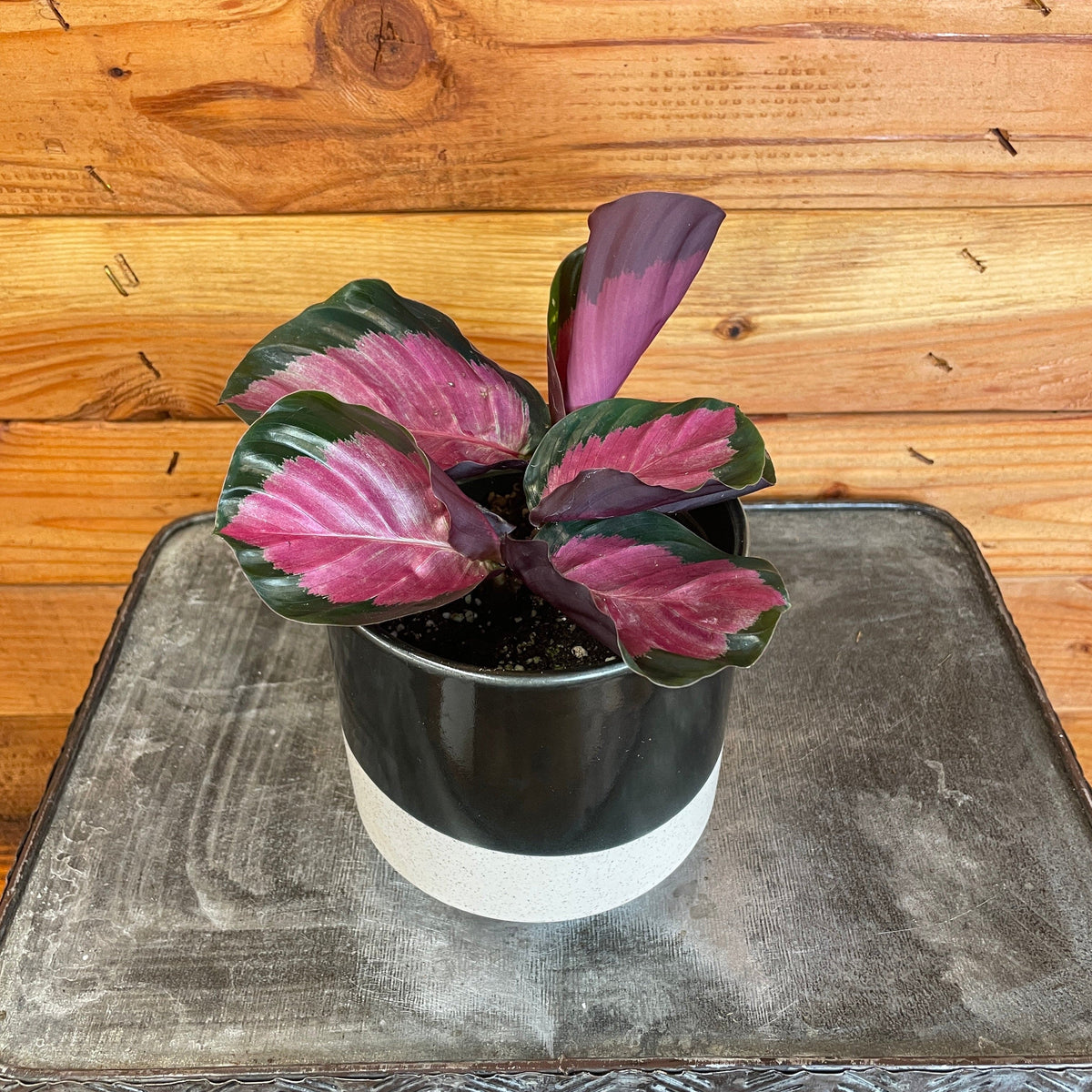 Calathea Roseopicta Rosy, 4" Plant live plant