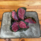 Calathea Roseopicta Rosy, 4" Plant live plant - additional view 2