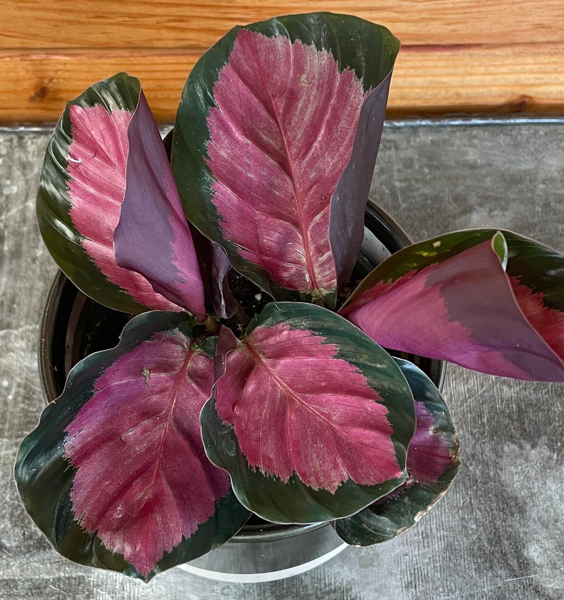 Calathea Roseopicta Rosy, 4" Plant live plant - additional view 3