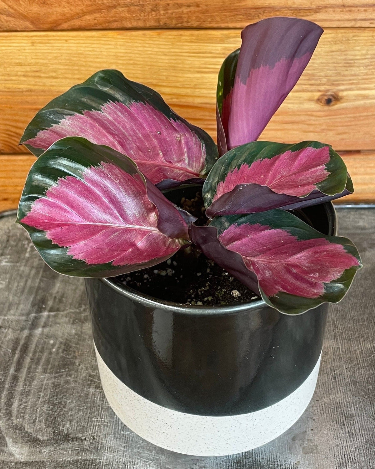 Calathea Roseopicta Rosy, 4" Plant live plant - additional view 4
