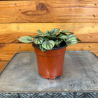 Peperomia Piccolo Banda, 4" Plant live plant