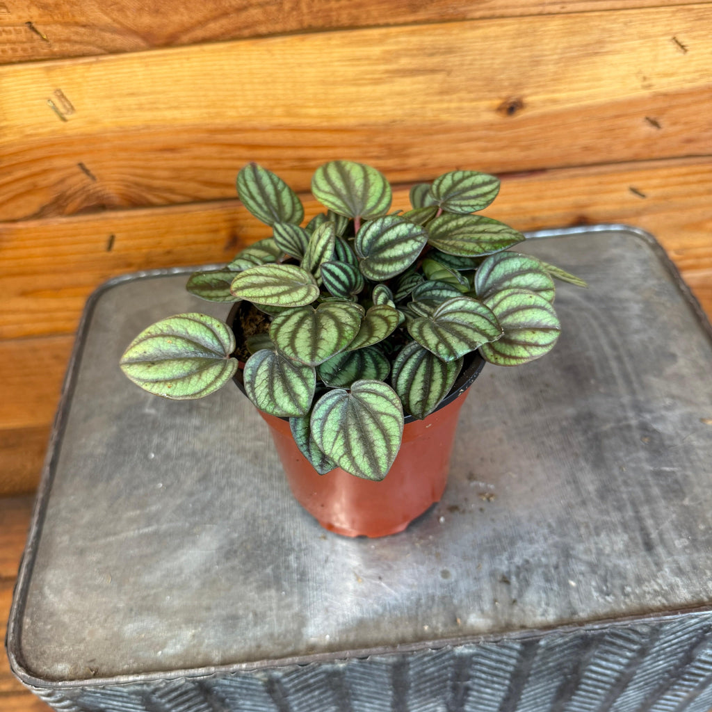 Peperomia Piccolo Banda, 4" Plant live plant - additional view 2
