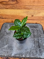 Coffea Arabica Coffee Plant, 2" Plant live plant