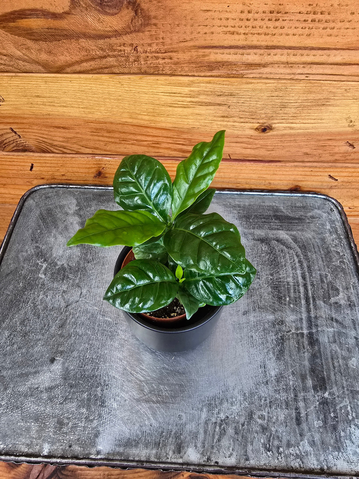 Coffea Arabica Coffee Plant, 2" Plant live plant