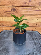 Coffea Arabica Coffee Plant, 2" Plant live plant - additional view 2