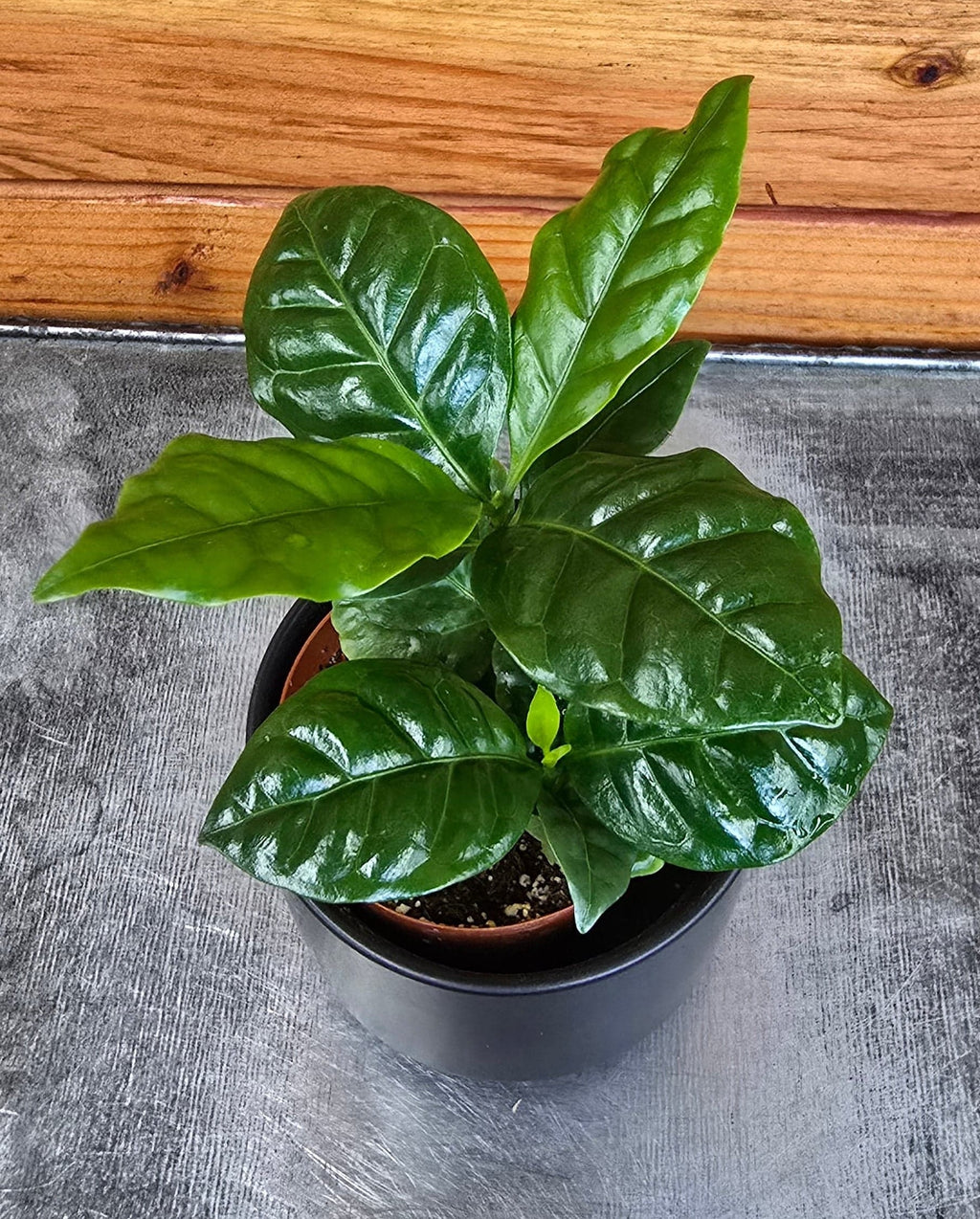 Coffea Arabica Coffee Plant, 2" Plant live plant - additional view 3