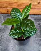 Coffea Arabica Coffee Plant, 2" Plant live plant - additional view 3