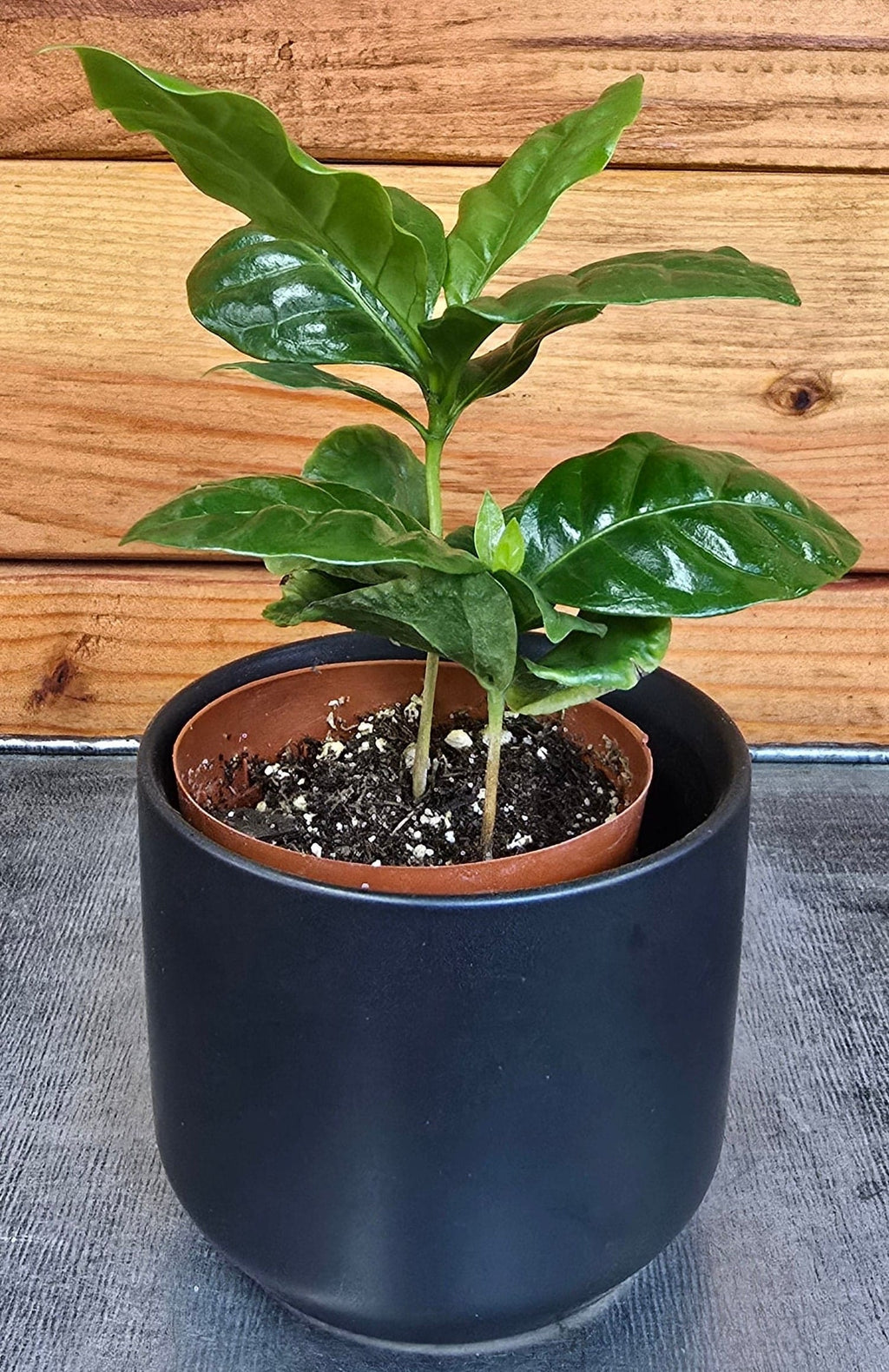 Coffea Arabica Coffee Plant, 2" Plant live plant - additional view 4