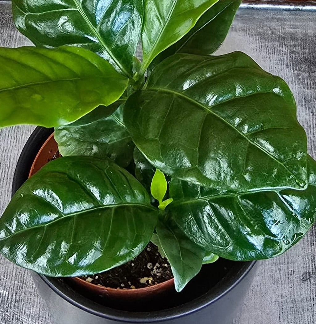 Coffea Arabica Coffee Plant, 2" Plant live plant - additional view 5